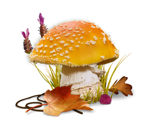 CHAMPIGNONS