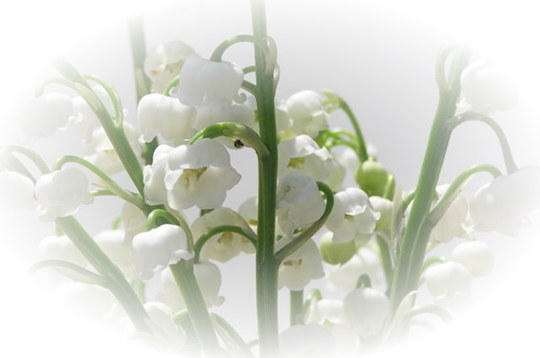 MUGUET