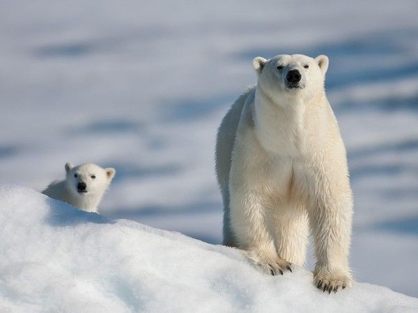 Résultat d’images pour images bonjour ours polaire